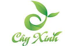 Cayxinh.vn lên top 1 với hàng trăm từ khóa từ khóa như "cây cảnh văn phòng"